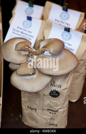 Close up di funghi Oyster cresciuto su un sacchetto di rifiuti di caffè su un mercato in stallo presso il premiato stroud farmers market in Cotswolds, Regno Unito Foto Stock