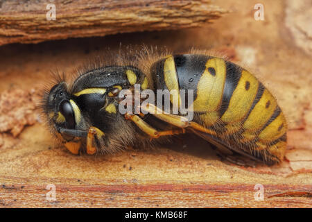 Common Wasp queen (Vespula vulgaris) entra in modalità di ibernazione sotto allentato di corteccia di albero in habitat boschivo. Cahir, Tipperary, Irlanda Foto Stock