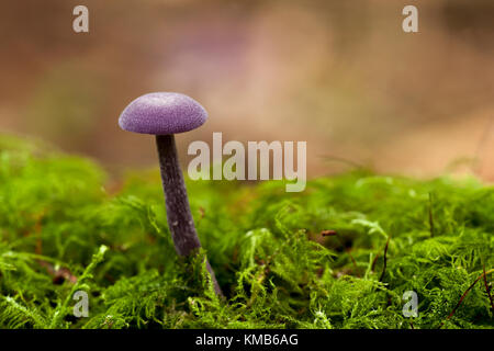 Amethyst Deceiver (Laccaria amethystina) crescente tra il muschio nel bosco di conifere. Galtee boschi, Limerick, Irlanda. Foto Stock