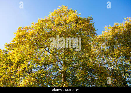 Inizio collezione autunno / autunno / autunnale di scena in Mecklenburgh Square con verdi alberi e foglie cadute. Bloomsbury, London, Regno Unito Foto Stock