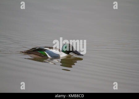 Un maschio adulto mestolone settentrionale o nord mestolone (spatola clypeata) anche noto nel Regno Unito come appena mestolone pagaiando su un lago Foto Stock