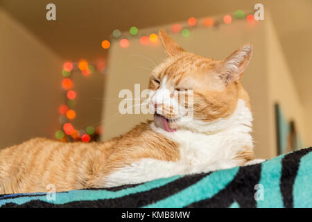 "Kia', un corto interno di pelo di gatto, grooming diligentemente se stesso Foto Stock