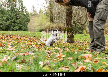 L'uomo gioca con "Lilly', a dieci settimane vecchio Australian Cattledog puppy in Issaquah, Washington, Stati Uniti d'America. Foto Stock