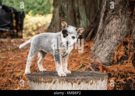 'Lilly', un cucciolo australiano di Cattledog di 10 settimane, che guarda curiosamente mentre si pone su un moncone a Issaquah, Washington, USA. Foto Stock