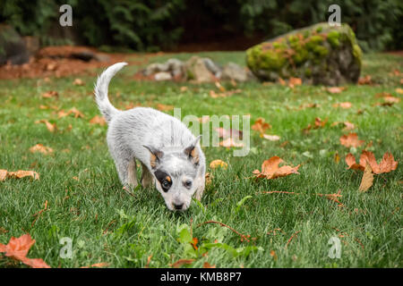"Lilly', a dieci settimane vecchio Australian Cattledog cucciolo, tracking in un profumo nel suo cortile in Issaquah, Washington, Stati Uniti d'America. Foto Stock