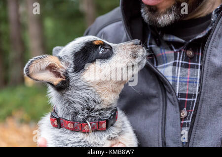 L'uomo tenendo premuto 'Lilly', il suo 10 settimane vecchio Australian Cattledog puppy in Issaquah, Washington, Stati Uniti d'America. Foto Stock