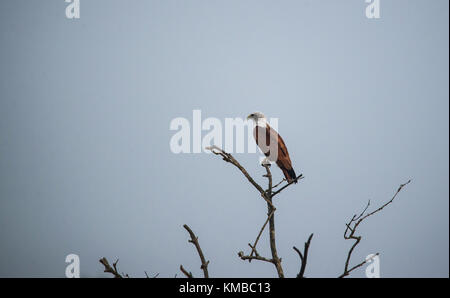 Un brahminy kite appollaiato sulla cima di un albero Foto Stock