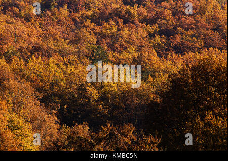 Roverella Bosco in autunno, Valle del Lot, Francia Foto Stock