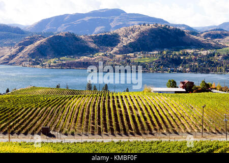 Vista di vigneti che si affaccia sul lago skaha tra penticton e okanagan Falls si trova nella Okanagan Valley vicino a penticton, British Columbia, c Foto Stock