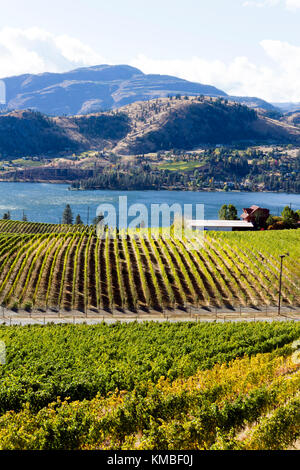 Vista di vigneti che si affaccia sul lago skaha tra penticton e okanagan Falls si trova nella Okanagan Valley vicino a penticton, British Columbia, c Foto Stock