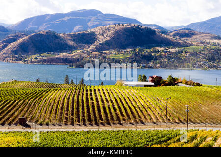 Vista di vigneti che si affaccia sul lago skaha tra penticton e okanagan Falls si trova nella Okanagan Valley vicino a penticton, British Columbia, c Foto Stock