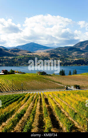 Vista di vigneti che si affaccia sul lago skaha tra penticton e okanagan Falls si trova nella Okanagan Valley vicino a penticton, British Columbia, c Foto Stock