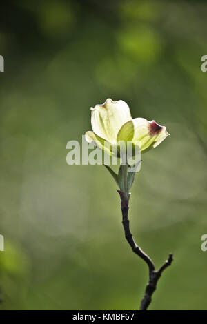 Sanguinello Blossom Foto Stock