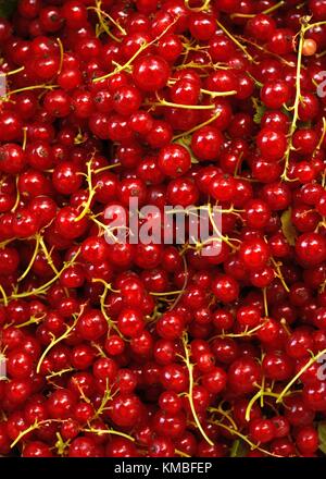 Ribes rosso (lat.:Ribes rubrum) bacche Foto Stock