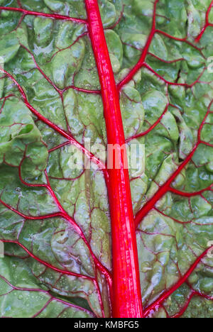 Le bietole Leaf - Extreme Close up Foto Stock