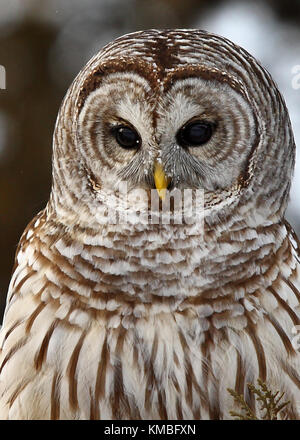 Bloccate allocco (Strix varia) appollaiato su un ramo in inverno in Canada Foto Stock