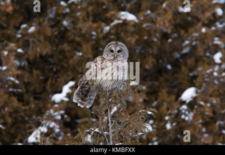 Bloccate allocco (Strix varia) appollaiato su un ramo in inverno in Canada Foto Stock