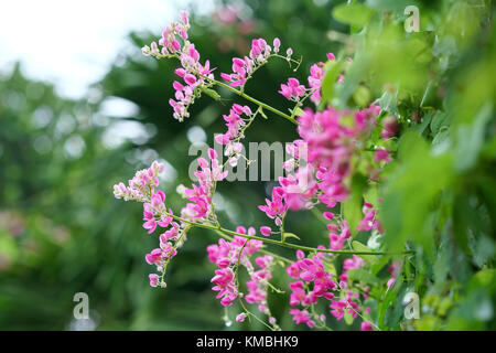 L'antigonone leppopus fiorisce nel giardino, questo è un bianco, fiori viola intrecciati tra loro, le viti crescono lungo la recinzione per decorare Foto Stock