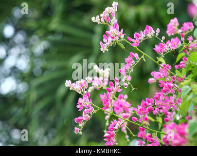 L'antigonone leppopus fiorisce nel giardino, questo è un bianco, fiori viola intrecciati tra loro, le viti crescono lungo la recinzione per decorare Foto Stock