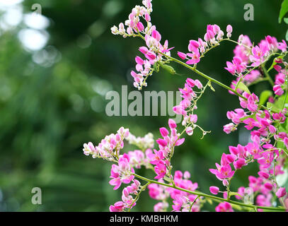 L'antigonone leppopus fiorisce nel giardino, questo è un bianco, fiori viola intrecciati tra loro, le viti crescono lungo la recinzione per decorare Foto Stock