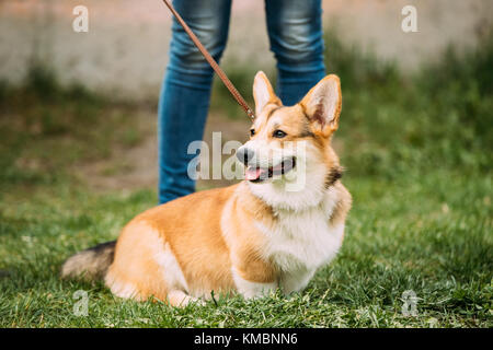 Red pembroke welsh corgi dog sitter in erba. Foto Stock