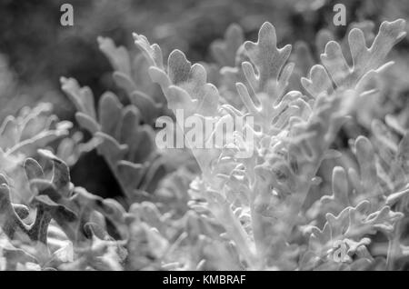 Nero e polveroso whire miller impianto (Senecio bicolor) Foto Stock