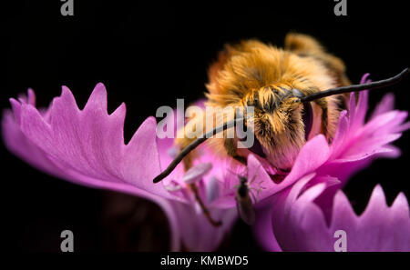 Bee sul viola flowr Foto Stock