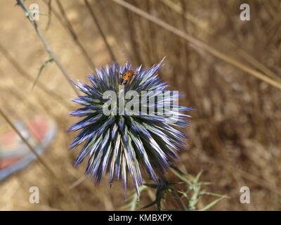 Unico rosso e nero coleottero colorati in piedi su un viola thistle con sfondo sfocato secca di weeds. è un'immagine nitida contro uno sfondo sfocato. Foto Stock