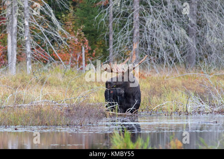 Bull Moose (Alces alces) sul bordo di un laghetto in autunno in Algonquin Park Foto Stock