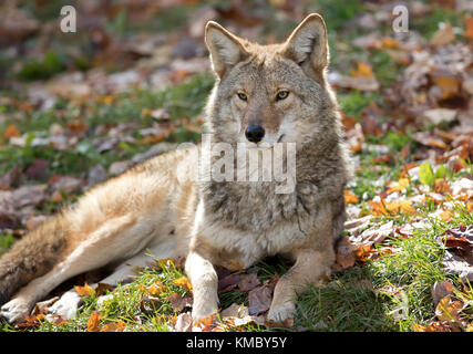 Un lone coyote (Canis latrans) di appoggio in campo in autunno in Canada Foto Stock