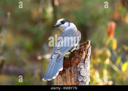 Canada Jay o Gray Jay Perisoreus canadensis arroccato su un ceppo di albero in Algonquin Provincial Park, Canada Foto Stock