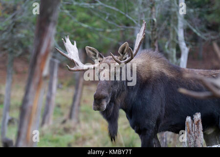 Bull moose (Alces alces) pone nella foresta Foto Stock