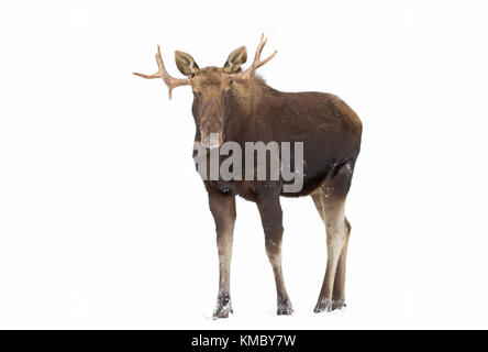 Bull moose (Alces alces) pone nella foresta Foto Stock