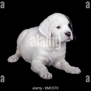 Mix labrador e bulldog cucciolo su sfondo nero Foto Stock