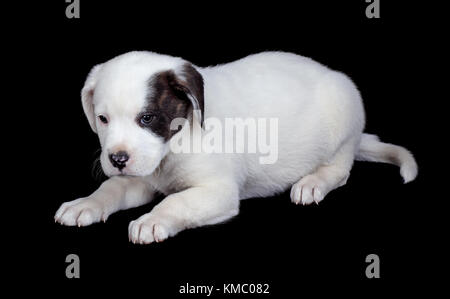 Il Labrador e bulldog cucciolo mix su sfondo nero Foto Stock