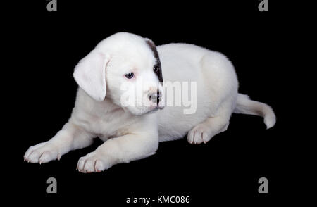 Mix labrador e bulldog cucciolo sdraiato isolato su nero Foto Stock