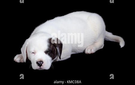 Il Labrador e bulldog cucciolo mix di dormire su uno sfondo nero Foto Stock