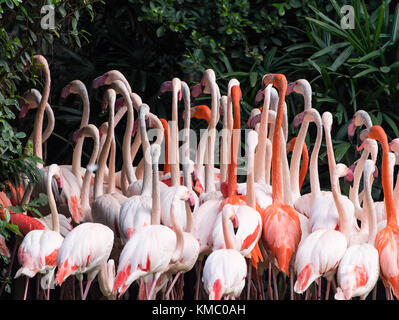 Flamingo uccelli in piedi nel lago Foto Stock