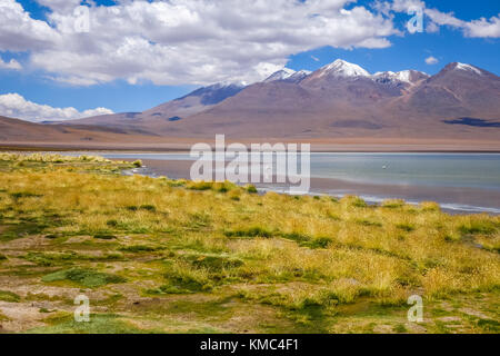 Fenicotteri rosa nel altiplano laguna sud lipez reserva eduardo avaroa, Bolivia Foto Stock