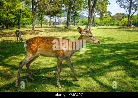 Wild cervi sika in Parco di Nara, Giappone Foto Stock