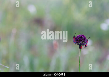 Bug di colore rosso su campo fiore viola close up Foto Stock