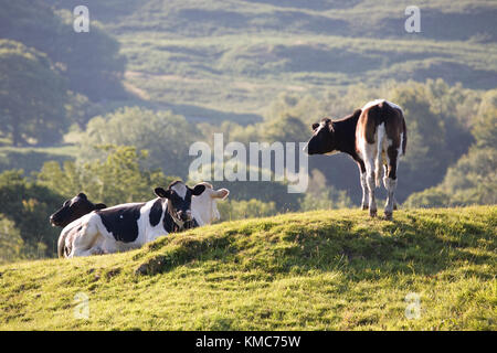 Il frisone bestiame nel Lake District inglese Foto Stock