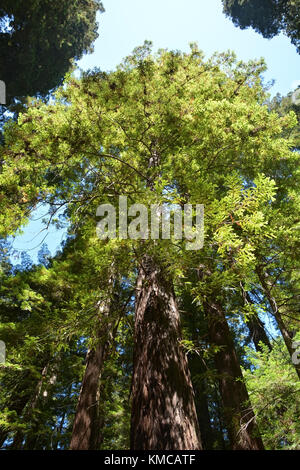 Albero di sequoia nella Foresta di Redwood, CA, Stati Uniti d'America Foto Stock