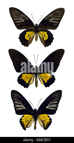 Collezione di belle esotiche e colorate Ornithoptera Troides Rhadamantus farfalle isolate su sfondo bianco Foto Stock
