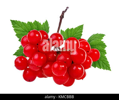 Bacche rosse di Viburnum (freccia legno) isolati su sfondo bianco Foto Stock