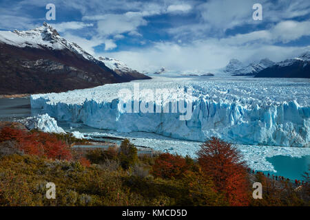 Ghiacciaio Perito Moreno, lenga alberi in autunno, e turisti sul marciapiede, Parque Nacional Los Glaciares (area del patrimonio mondiale), Patagonia, Argentina, sout Foto Stock
