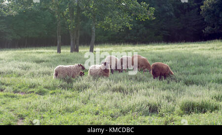 Gregge di pecore nella soleggiata, prato erboso Foto Stock