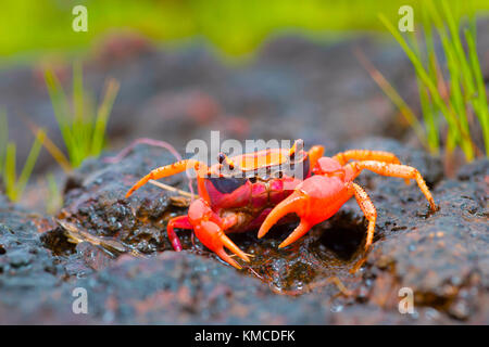 Gubernatoriana thackerayi una vulnerabilità scoperta di recente specie di vivacemente colorato i granchi di fiume Satara, Maharashtra, India Foto Stock