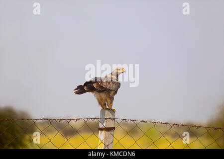 Bruno Eagle, Aquila rapax Jaisalmer, Rajasthan, India Foto Stock