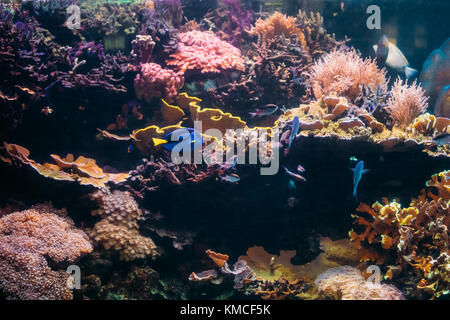 Linguetta blu pesci paracanthurus hepatus e chromis viridis nuotare in acqua. Foto Stock